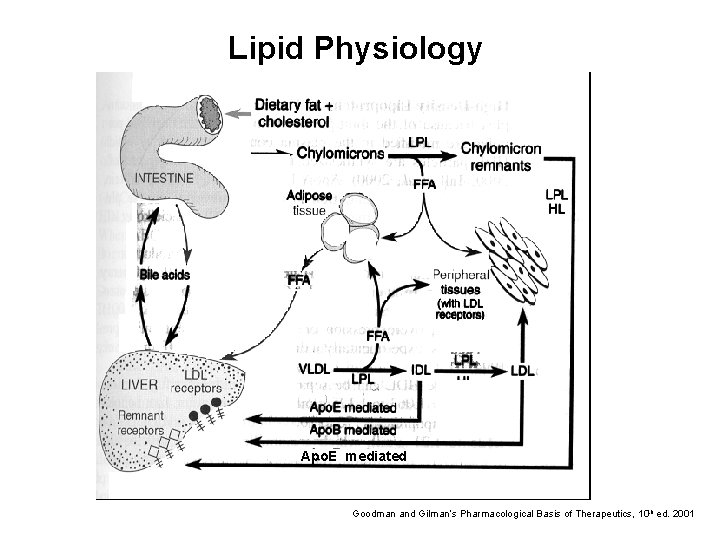 Lipid Physiology Apo. E mediated Goodman and Gilman’s Pharmacological Basis of Therapeutics, 10 th