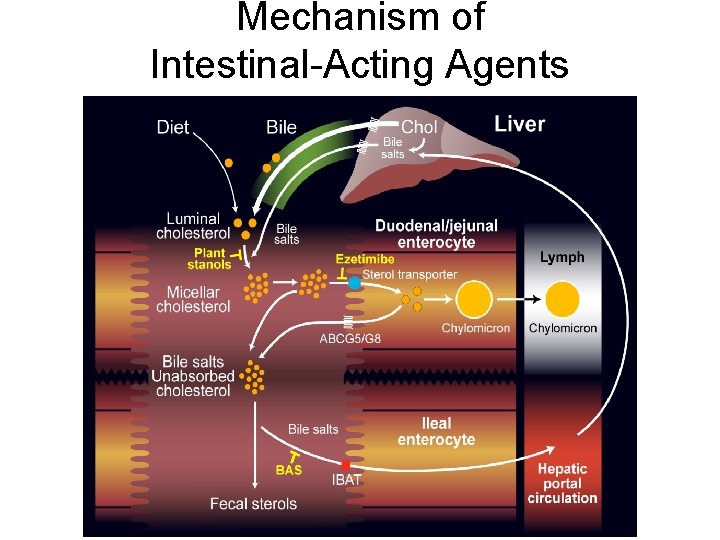 Mechanism of Intestinal-Acting Agents 