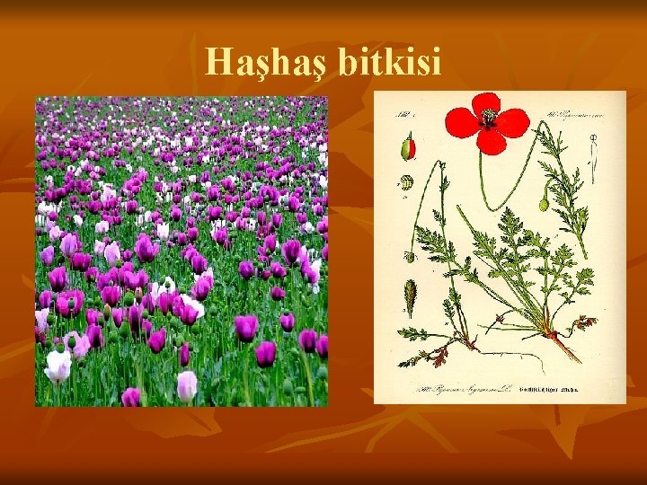 Haşhaş bitkisi 