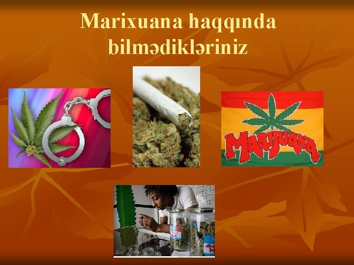Marixuana haqqında bilmədikləriniz Marixuana haqqında bilmədikləriniz