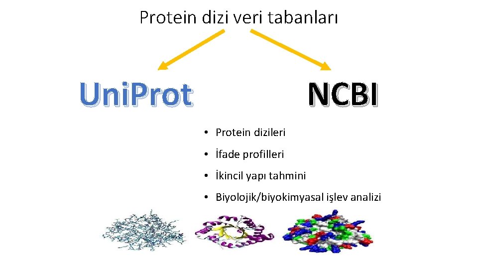 Protein dizi veri tabanları Uni. Prot NCBI • Protein dizileri • İfade profilleri • Protein dizi veri tabanları Uni. Prot NCBI • Protein dizileri • İfade profilleri •
