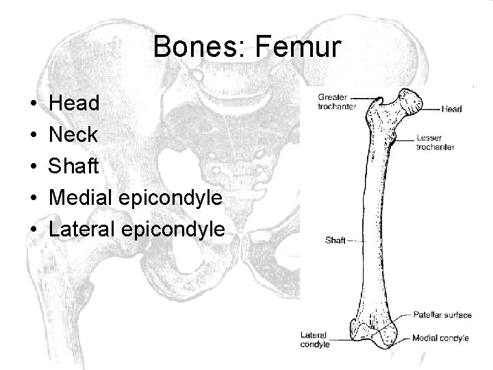 Bones: Femur • • • Head Neck Shaft Medial epicondyle Lateral epicondyle 