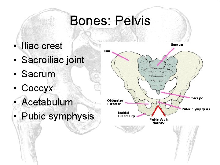 Bones: Pelvis • • • Iliac crest Sacroiliac joint Sacrum Coccyx Acetabulum Pubic symphysis