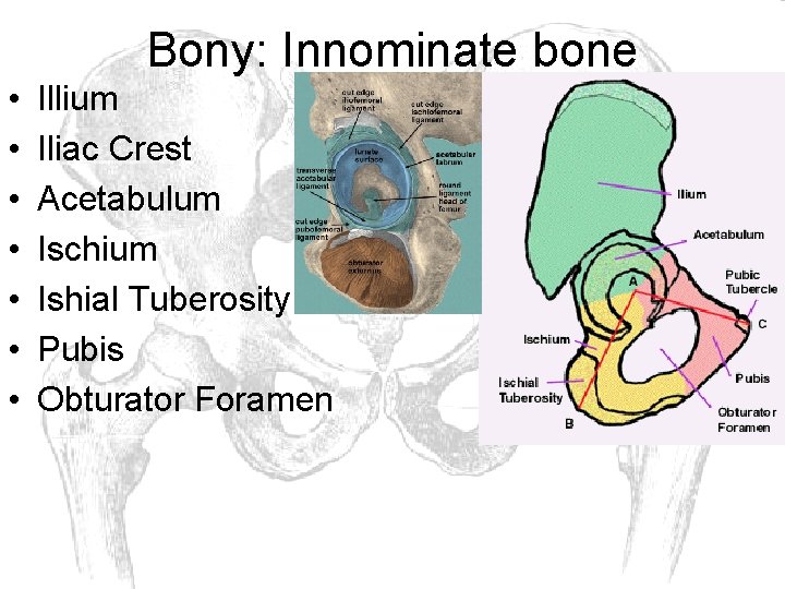 Bony: Innominate bone • • Illium Iliac Crest Acetabulum Ischium Ishial Tuberosity Pubis Obturator
