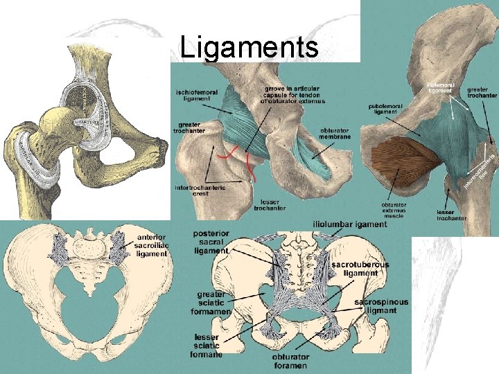 Ligaments 