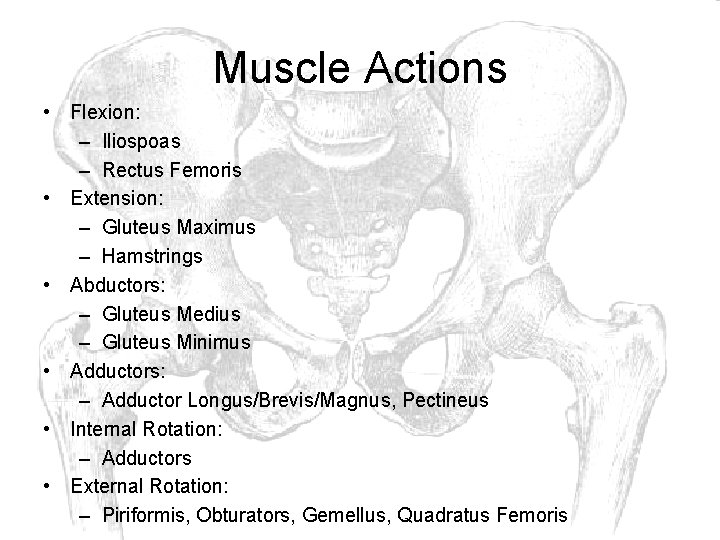 Muscle Actions • Flexion: – Iliospoas – Rectus Femoris • Extension: – Gluteus Maximus