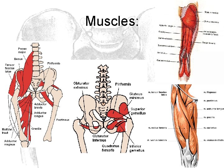 Muscles: 