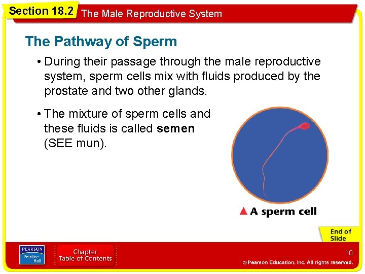 Section 18. 2 The Male Reproductive System The Pathway of Sperm • During their