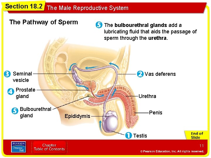 Section 18. 2 The Male Reproductive System The Pathway of Sperm Seminal vesicle Vas