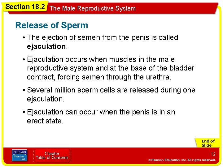 Section 18. 2 The Male Reproductive System Release of Sperm • The ejection of