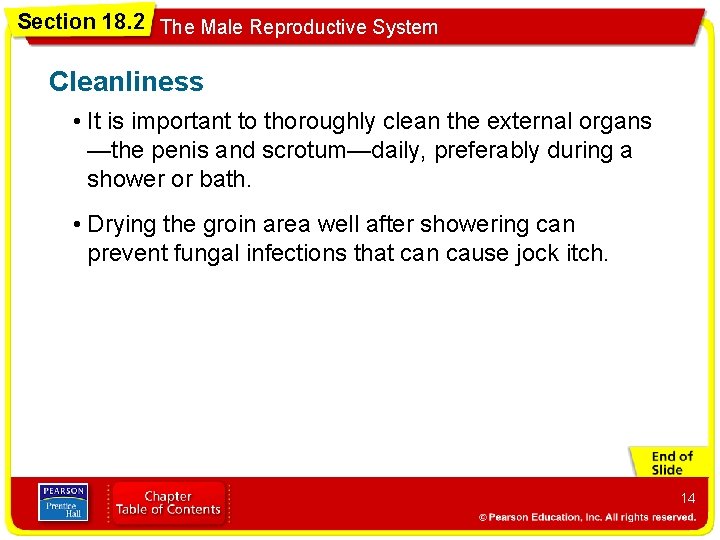 Section 18. 2 The Male Reproductive System Cleanliness • It is important to thoroughly