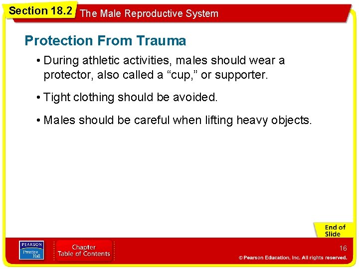 Section 18. 2 The Male Reproductive System Protection From Trauma • During athletic activities,