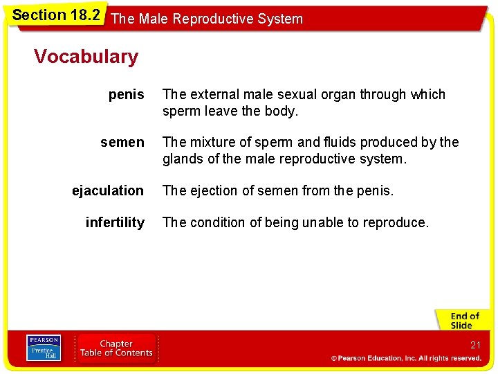 Section 18. 2 The Male Reproductive System Vocabulary penis semen ejaculation infertility The external