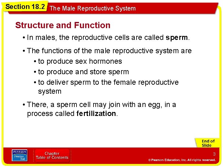 Section 18. 2 The Male Reproductive System Structure and Function • In males, the