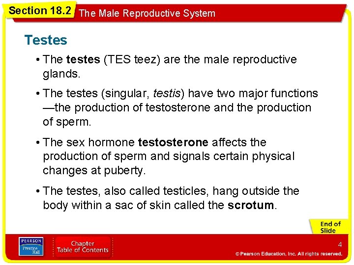 Section 18. 2 The Male Reproductive System Testes • The testes (TES teez) are