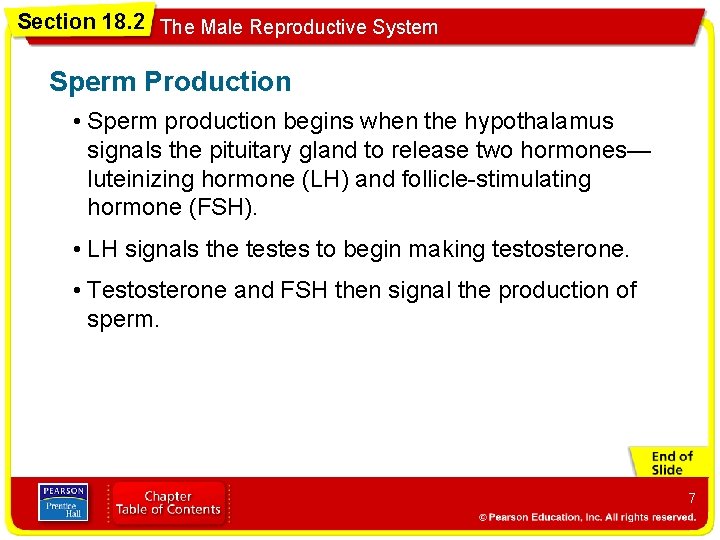 Section 18. 2 The Male Reproductive System Sperm Production • Sperm production begins when