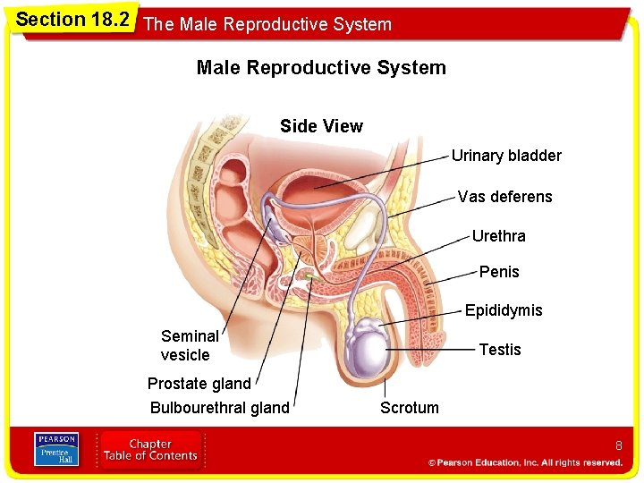 Section 18. 2 The Male Reproductive System Side View Urinary bladder Vas deferens Urethra