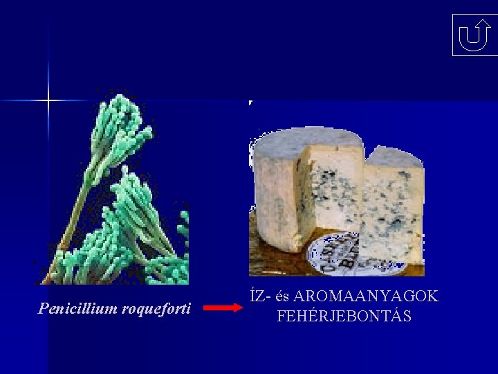 Penicillium roqueforti ÍZ- és AROMAANYAGOK FEHÉRJEBONTÁS 