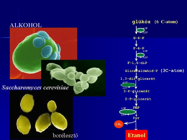 ALKOHOL Saccharomyces cerevisiae borélesztő 
