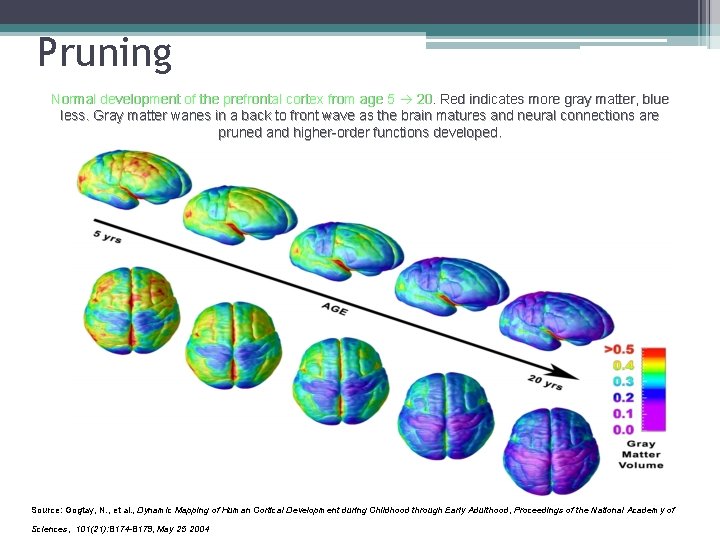 Pruning Normal development of the prefrontal cortex from age 5 20. Red indicates more