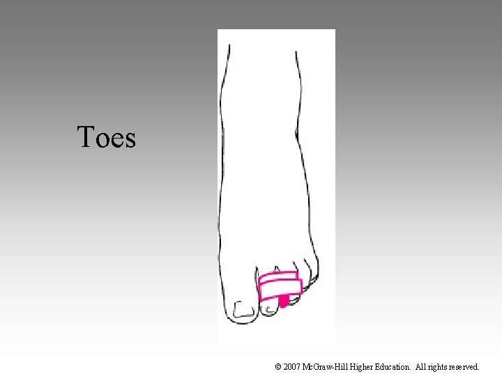 Toes © 2007 Mc. Graw-Hill Higher Education. All rights reserved. 