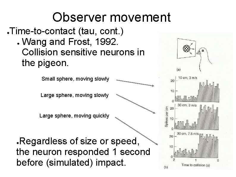Observer movement ● Time-to-contact (tau, cont. ) ● Wang and Frost, 1992. Collision sensitive