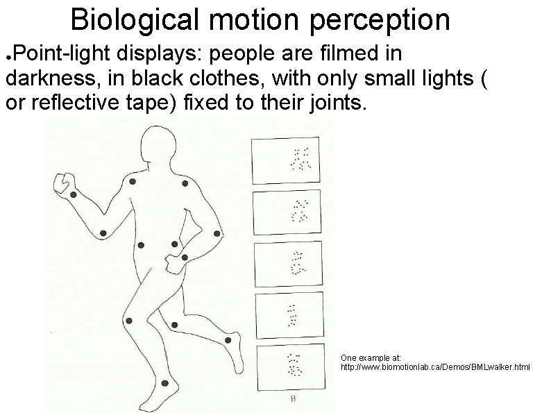 Biological motion perception Point-light displays: people are filmed in darkness, in black clothes, with