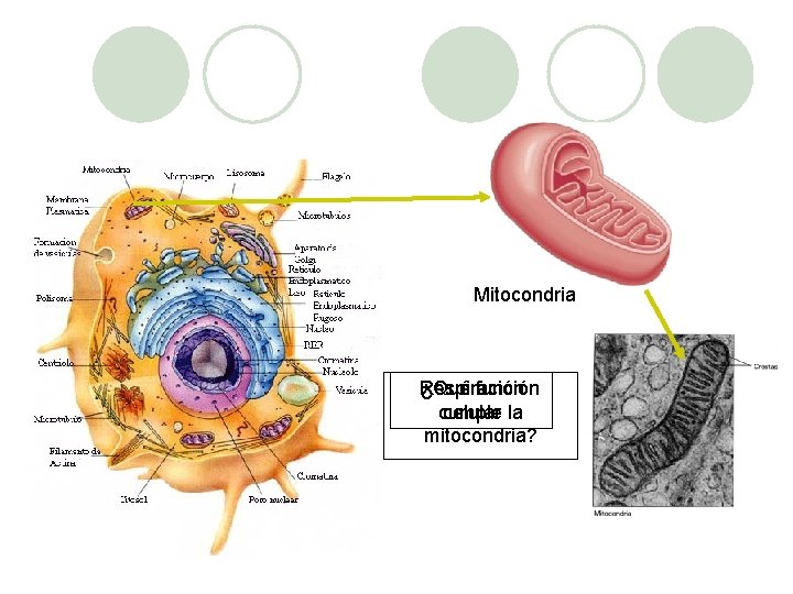 Mitocondria Respiración ¿Qué función cumple celular la mitocondria? 