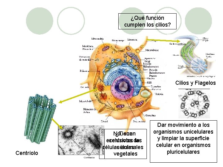 ¿Qué función cumplen los cilios? Cilios y Flagelos Centríolo No, ¿Tienen son exclusivos centríolosde