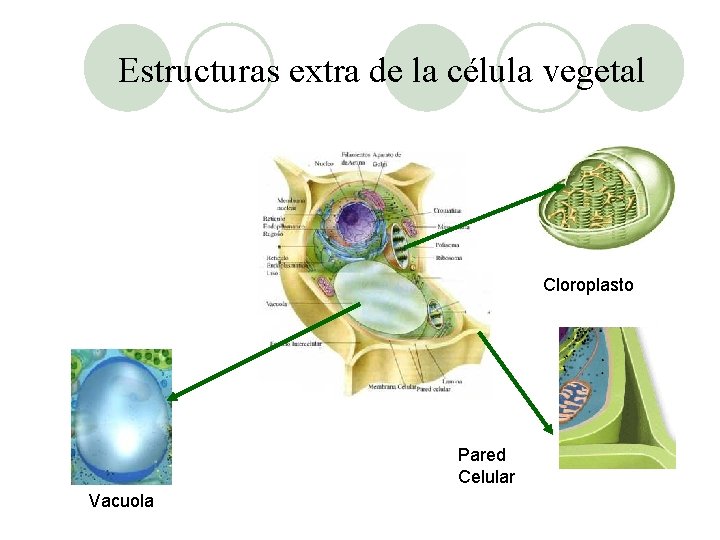 Estructuras extra de la célula vegetal Cloroplasto Pared Celular Vacuola 