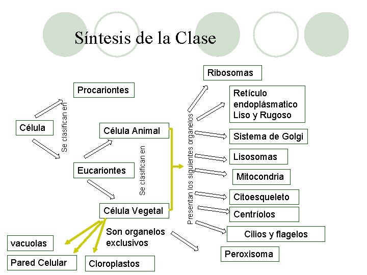 Síntesis de la Clase Ribosomas Eucariontes Célula Vegetal vacuolas Pared Celular Son organelos exclusivos