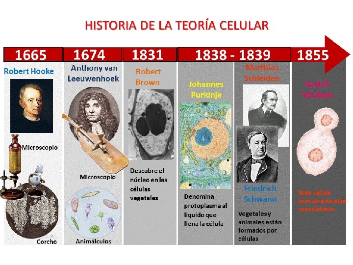 Teoria Celular 