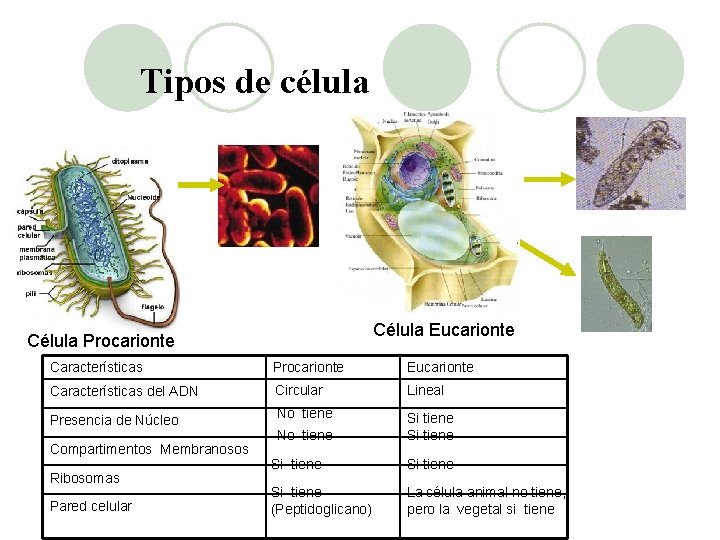 Tipos de célula Célula Eucarionte Célula Procarionte Características Procarionte Eucarionte Características del ADN Circular