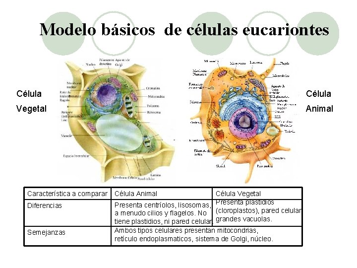 Modelo básicos de células eucariontes Célula Vegetal Animal Característica a comparar Célula Animal Diferencias