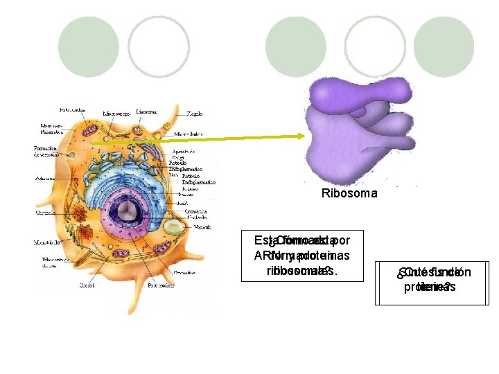 Ribosoma Esta ¿Cómo formado estapor ARNr formado y proteínas un ribosomales. ribosoma? ¿Qué Síntesis