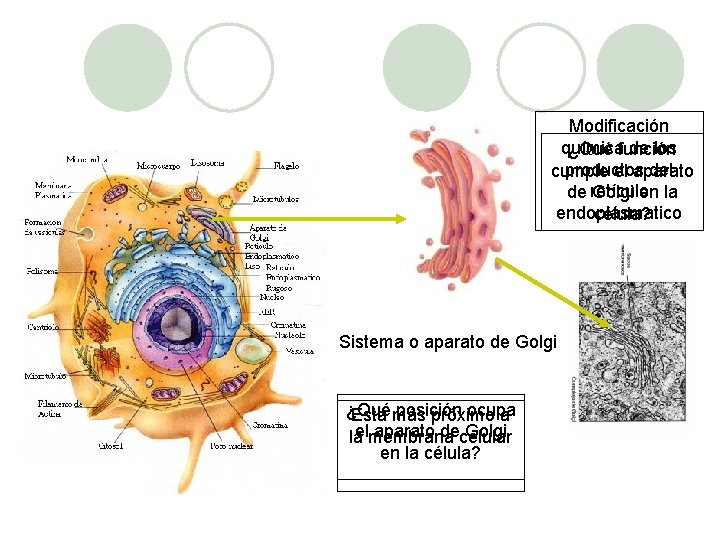 Modificación química de los ¿Qué función productos del cumple el aparato de retículo Golgi