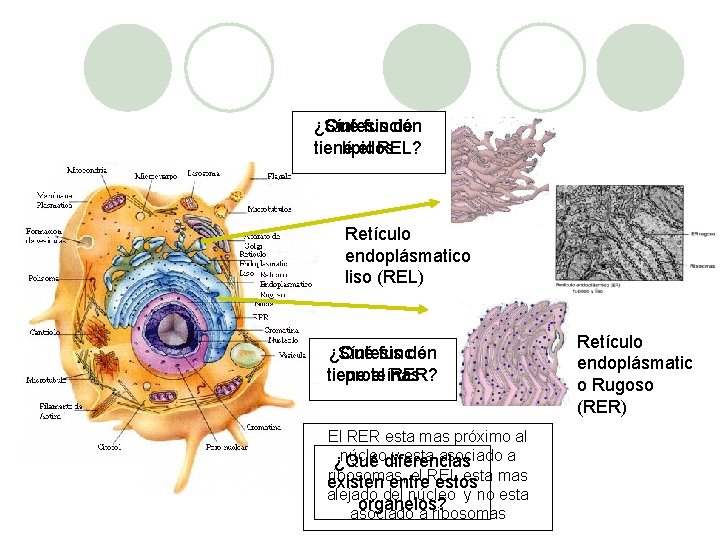 ¿Qué Síntesis función de tiene lípidos el REL? Retículo endoplásmatico liso (REL) ¿Qué Síntesis