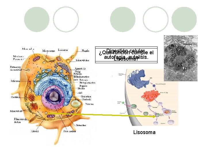 Digestión ¿Qué funcióncelular, cumple el autofagia, autolisis. Lisosoma? Lisosoma 