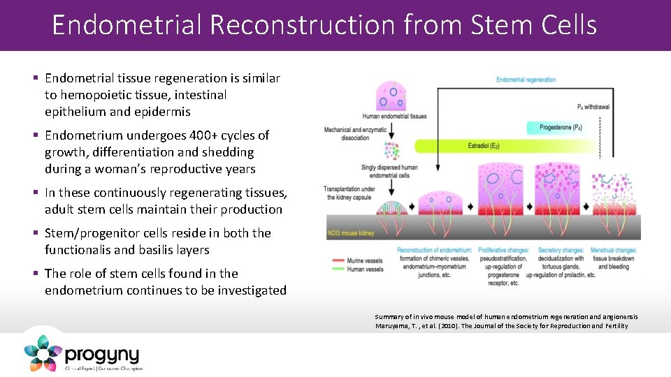 Endometrial Reconstruction from Stem Cells § Endometrial tissue regeneration is similar to hemopoietic tissue,