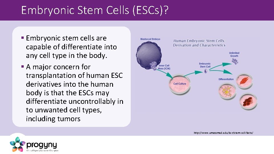 Embryonic Stem Cells (ESCs)? § Embryonic stem cells are capable of differentiate into any