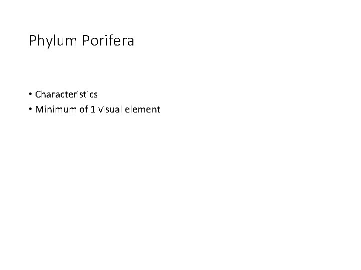 Phylum Porifera • Characteristics • Minimum of 1 visual element 