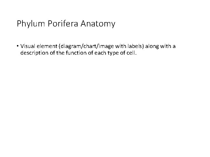 Phylum Porifera Anatomy • Visual element (diagram/chart/image with labels) along with a description of