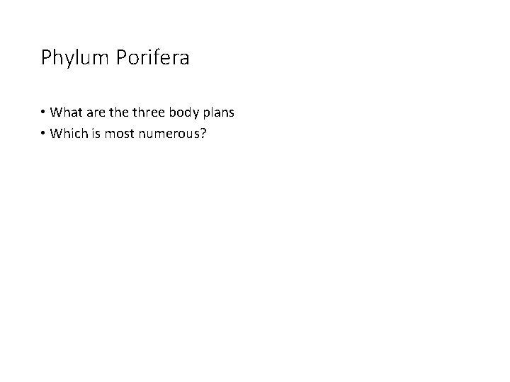 Phylum Porifera • What are three body plans • Which is most numerous? 