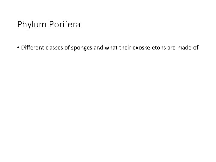 Phylum Porifera • Different classes of sponges and what their exoskeletons are made of