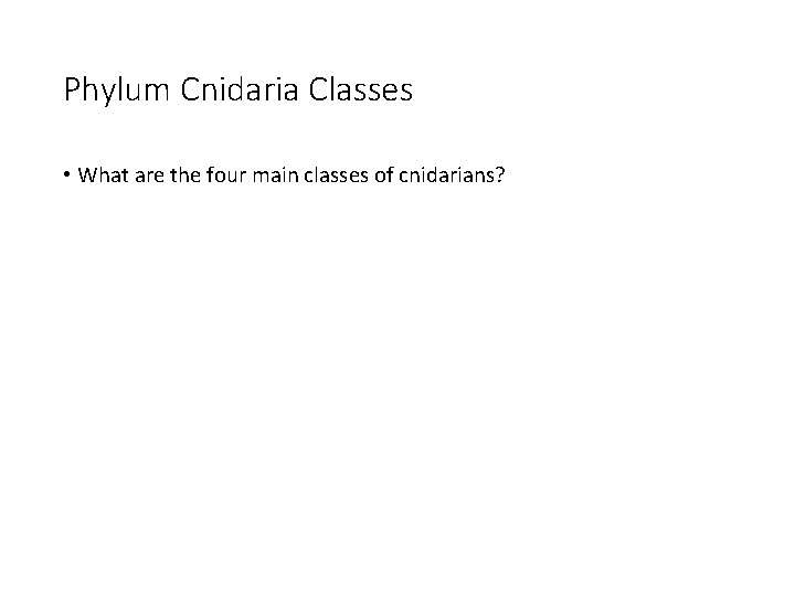 Phylum Cnidaria Classes • What are the four main classes of cnidarians? 