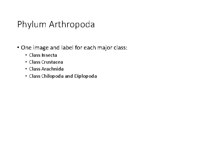 Phylum Arthropoda • One image and label for each major class: • • Class