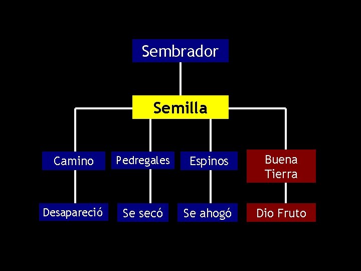 Sembrador Semilla Camino Pedregales Espinos Buena Tierra Desapareció Se secó Se ahogó Dio Fruto