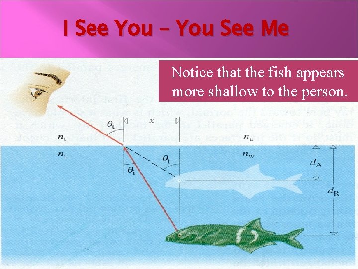 I See You – You See Me Notice that the fish appears more shallow