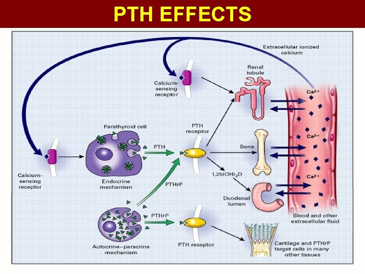 PTH EFFECTS 