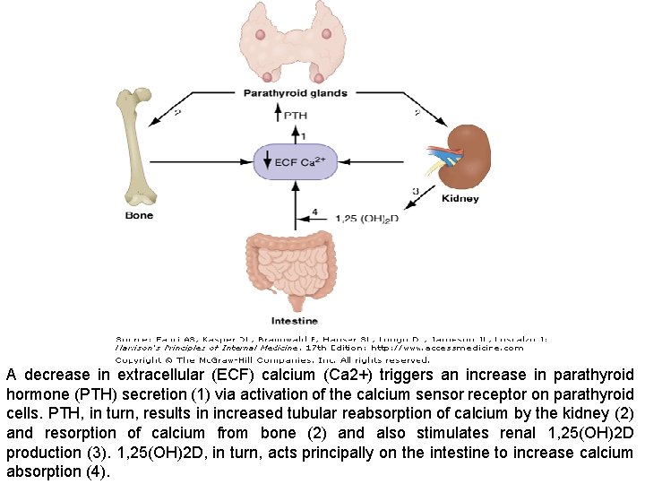 A decrease in extracellular (ECF) calcium (Ca 2+) triggers an increase in parathyroid hormone